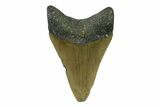 Serrated, Fossil Megalodon Tooth - North Carolina #338486-1
